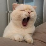 过敏的猫