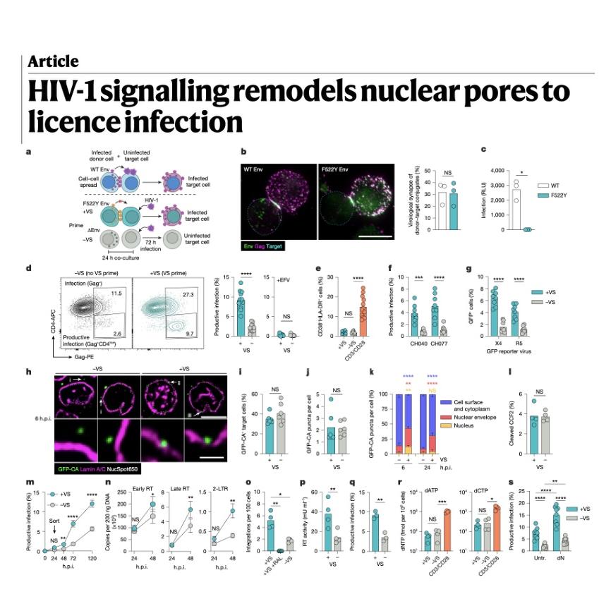 1032-HIV-1 Signalling Remodels Nuclear Pores episode artwork