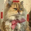 西岐小番茄