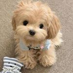 朝露拥吻山桃花