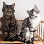 M小姐和四只喵主子的日常