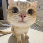 新北成功