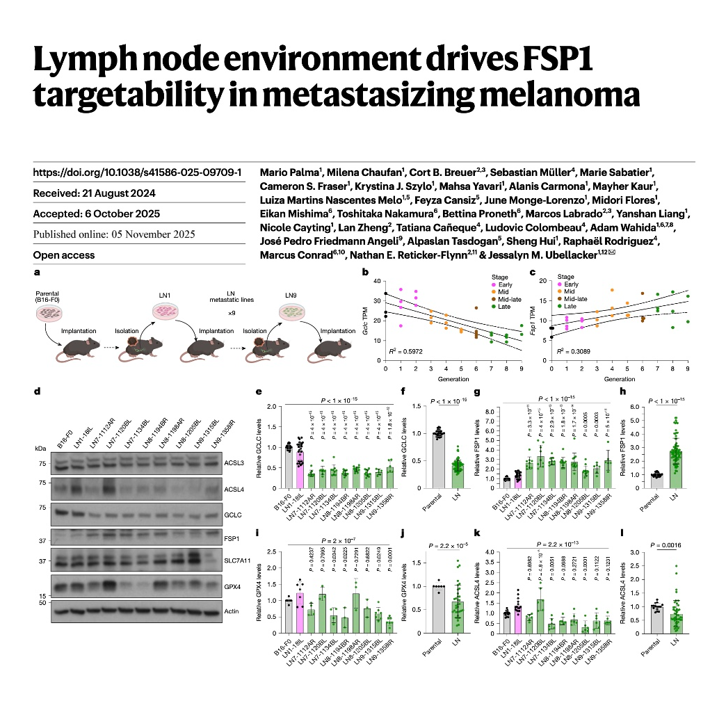 312-Hypoxia Shifts Melanoma Ferroptosis Reliance to FSP1 312-Hypoxia Shifts Melanoma Ferroptosis Reliance to FSP1