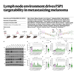 312-Hypoxia Shifts Melanoma Ferroptosis Reliance to FSP1