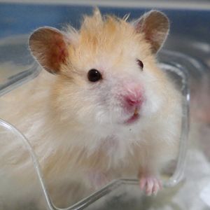 牛馍王