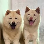 李的想法都挺好