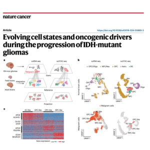 670-IDH突变型胶质瘤进展中的细胞态演变与致癌驱动因素