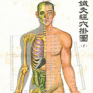 中医基础理论——经络学说讲解