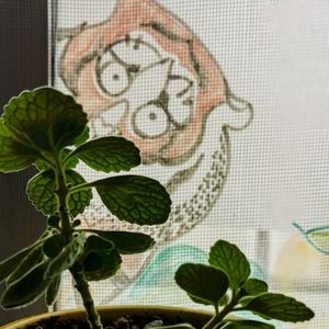 podcaster-avatar