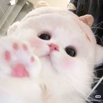 Yami洋洋