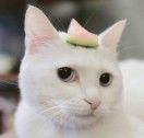 彭媛