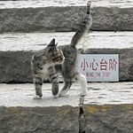 林知安