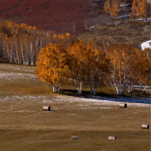 019_让花成花，让树成树，允许一切如其所是