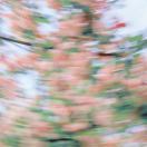 芝-