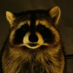 这个地缝我先看到的