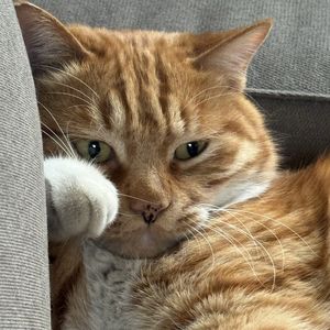 podcaster-avatar