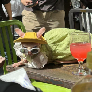 城市余数×立陪丨从适宠化设计到关注宠物情绪:与宠共居的视角转变