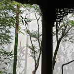 游原YY