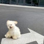 小猫小狗缝缝补补
