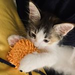 就我有猫猫