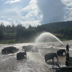 【No.5】去斯里兰卡,来一场微笑治愈之旅