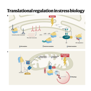 283-Translational Control of Cellular Stress and Aging
