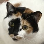 艾莉_miao