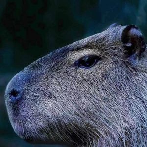 podcaster-avatar