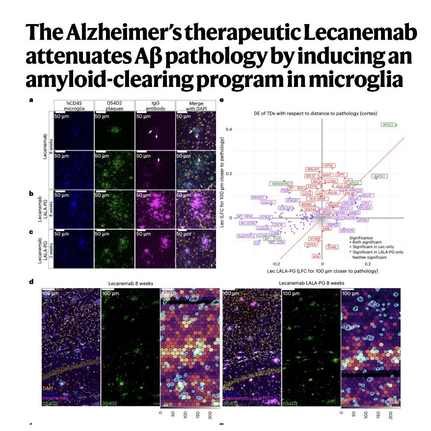 944-Lecanemab attenuates Alzheimer’sAβ pathology episode artwork