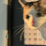 胶布123