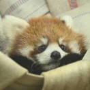 一生伏首拜阳明