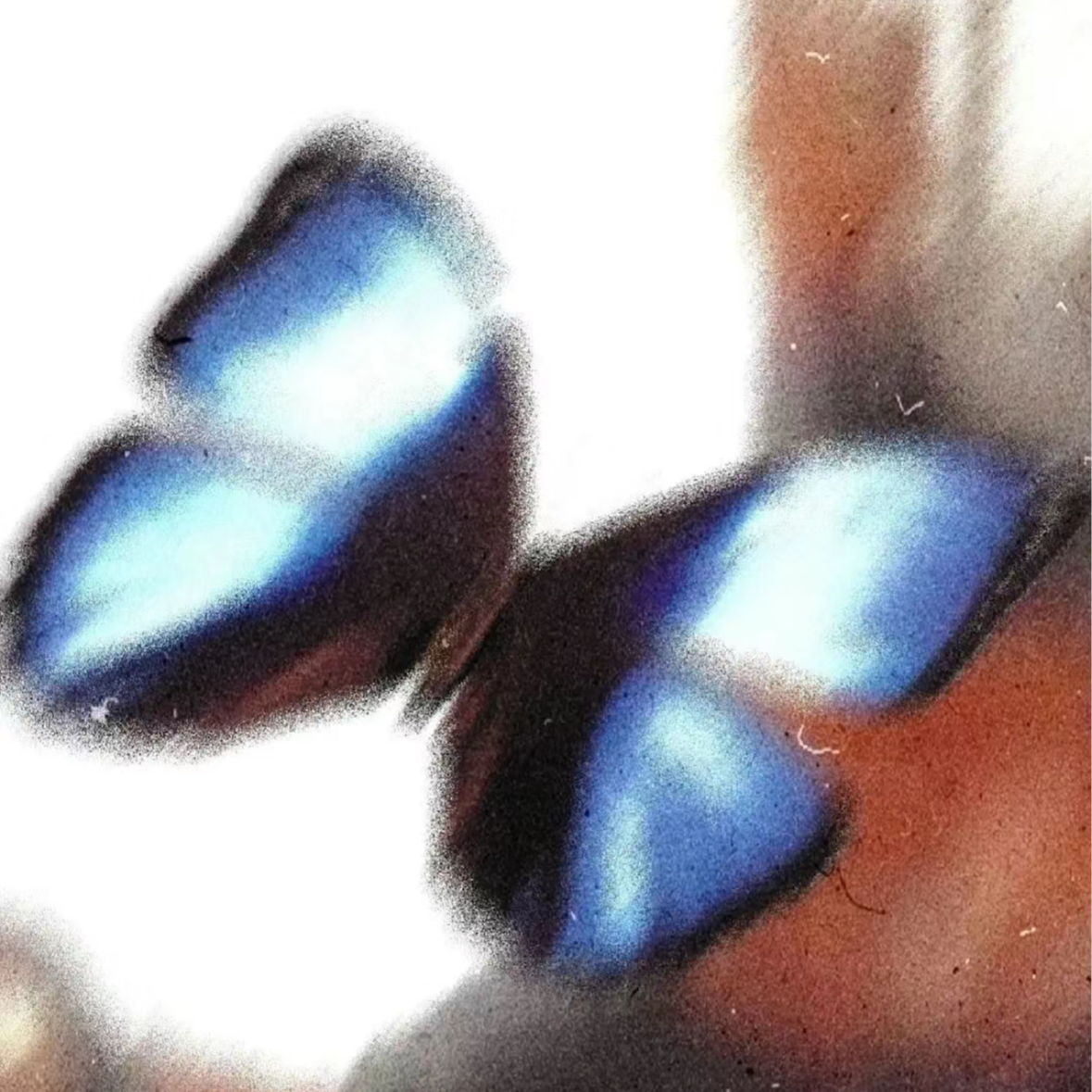哔哔特