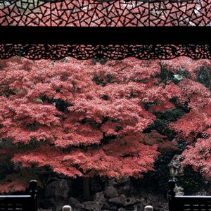 podcaster-avatar