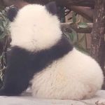 铁锤的锤