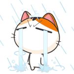 喵一直在哭