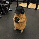撸铁的猫