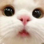 虎头虎脑吃不胖