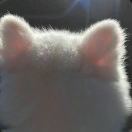 kitty_NzP3