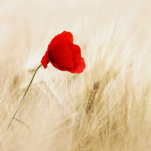 【母亲节特辑】感恩母爱 唤起与她的情感连接