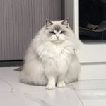 Yu_alizarin
