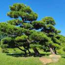 吴福春