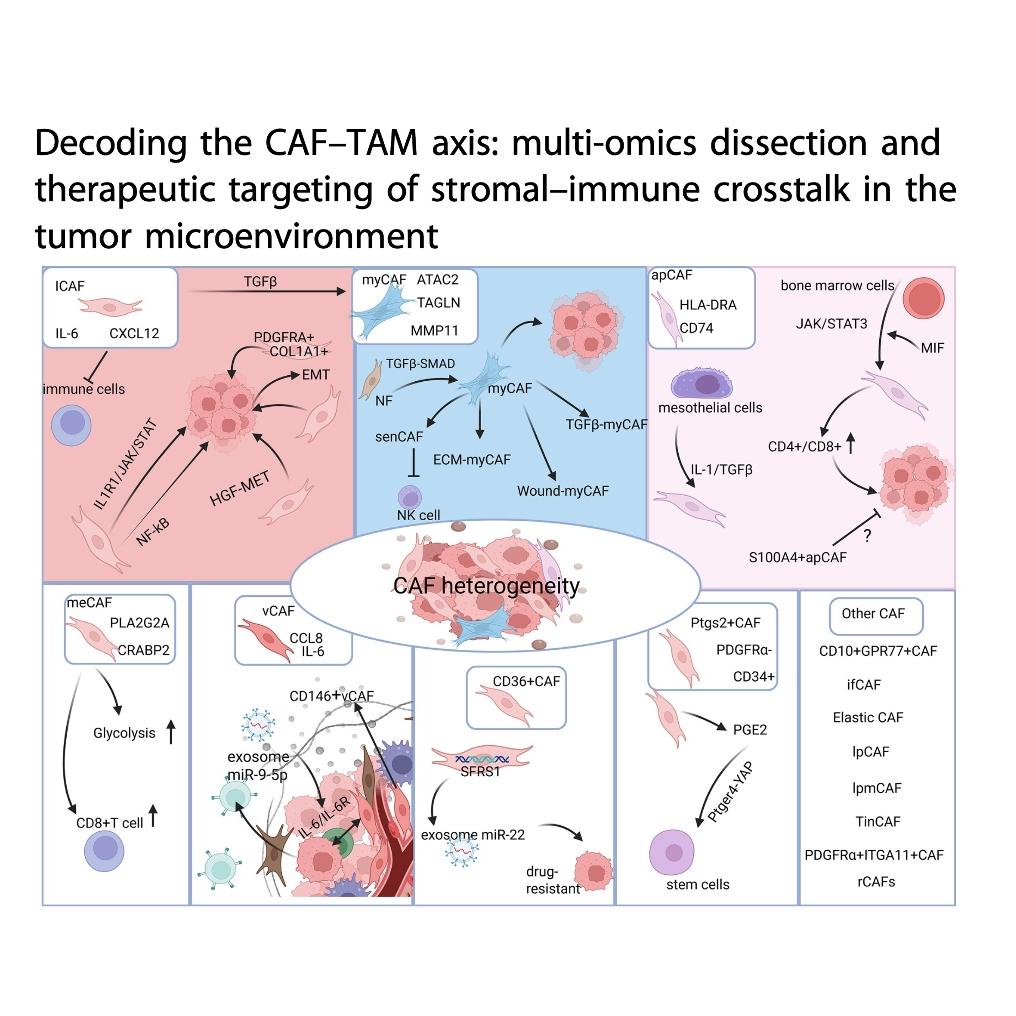 1451-Decoding the CAF–TAM Axis in the Tumor Microenvironment episode artwork