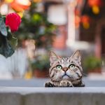 小猫是一朵有钱的小花