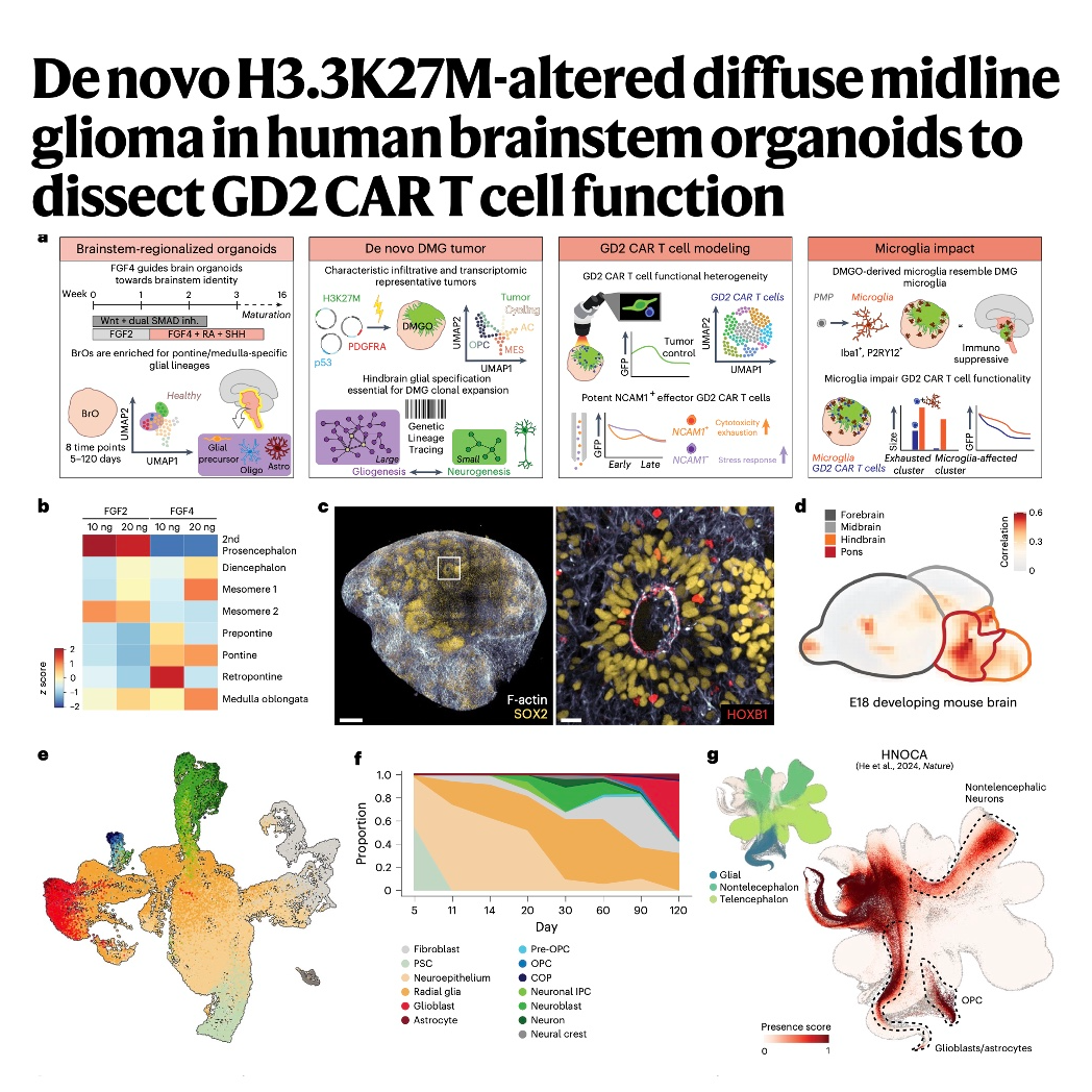 685-Brainstem Organoid Models of DMG and GD2 CAR T Therapy episode artwork