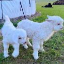 我背后需要草地