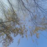 江中蜉蝣