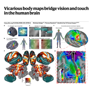 305-Topographic Body Maps Tiling Human Visual Cortex
