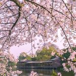 山花灿漫