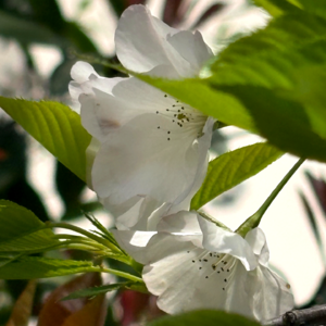 EP 017｜职场保命：不要在草台班子盲目努力