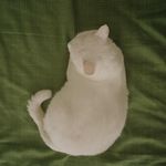运气猫猫